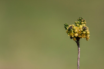 Bunch of yellow flowers on stem on green background