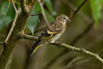 Fototapeta premium bird on branch