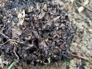 Shelter to a million of insects