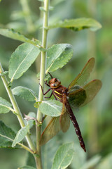Dragonfly