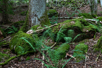 Obraz premium Forest in Kungälv Sweden, moss, fern