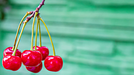 Ripe cherry on a tree in a summer garden. Natural vitamins. Blurred green background. Close-up