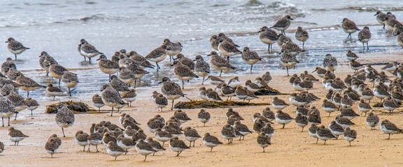 Fototapeta premium sandpipers on the beach
