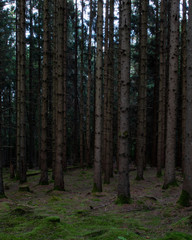 Forest in Kungälv Sweden