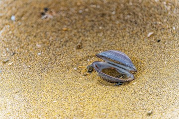 shell in the sand