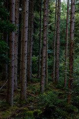 Forest in Kungälv Sweden
