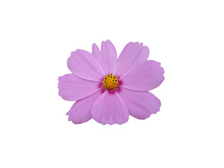cosmos flower isolated on white