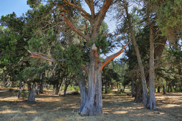 Phoenician Juniper old Forest in Soria province, Spain
