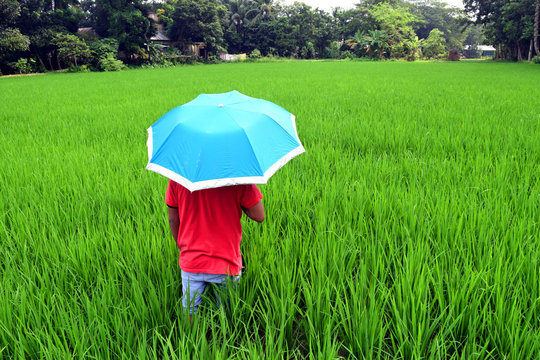 Farmer at village paddy agriculture field 