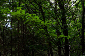 Obraz premium Forest in Kungälv Sweden