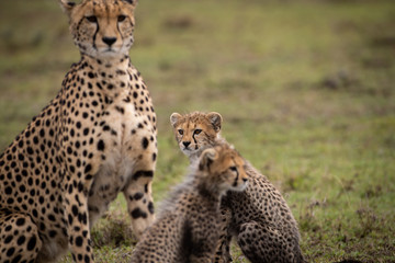 cheetah with her two cubs in Olare Motorogi Conservatory, Kenya.