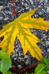 A yellow maple leaf lies on the road. Fall.