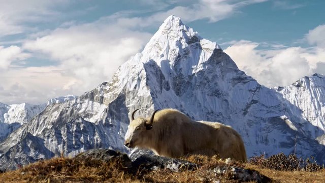 White yak in the Nepalese Himalayas. Snow-covered Ama Dablam mountain on the background, Nepal. Everest Base Camp trek (EBC). Steadicam shot, 4K
