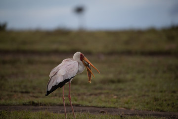 Yellow Billed Stork catching a catfish in Olare Motorogi Conservatory, Kenya.