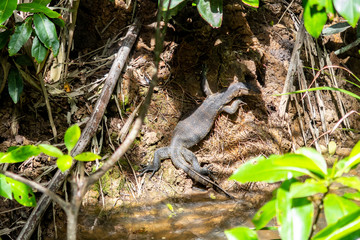The clouded monitor (Varanus nebulosus), species of monitor lizard,  in mangrove forest on Pulau Ubin Island, Singapore.