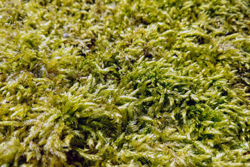 Fototapeta na wymiar View of the yellow moss. Background, texture, selective focus.