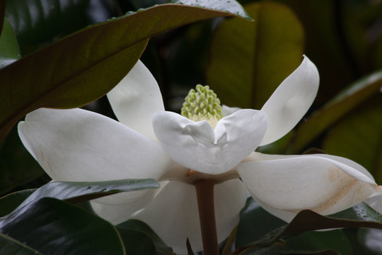 White Magnolia Blossom on the Tree