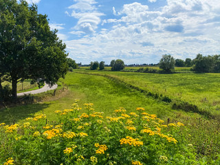 View on typical dutch rural flat landscape along river Maas with cycling track near Nijmegen,...
