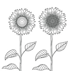 Graphic sunflowers for decoration, design elements, print, coloring book pages. Vector hand drawn isolated artwork. Summer line art with doodle elements.