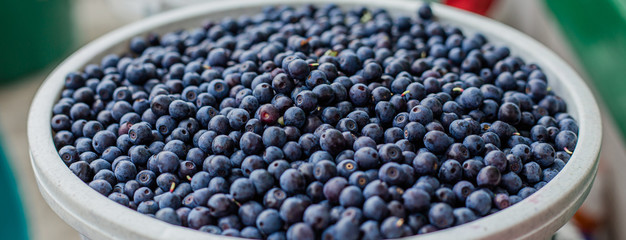 blue bowl with blueberries