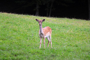 A young sika deer stands on a green lawn.