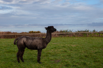 Fototapeta premium widok z boku czarnego futra alpaki w nowej zelandii