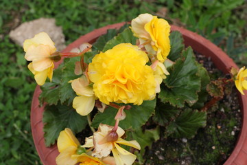 field of blooming yellow flowers on a background sunset.