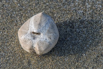 Fototapeta na wymiar skeleton of a sea urchin on the beach