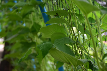 Top, leaves, flowers and fruits of snake gourd.
