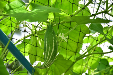 Top, leaves, flowers and fruits of snake gourd.