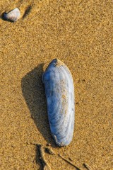 shell on the beach
