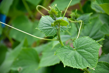 Top, leaves, flowers and fruits of snake gourd.