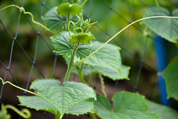 Top, leaves, flowers and fruits of snake gourd.