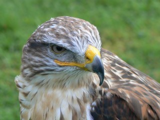 red tailed hawk