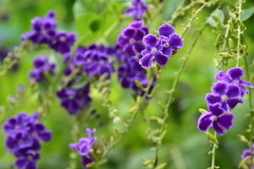 Pigeon berry flowers with natural background.