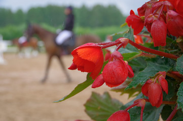 Close-up of red begonia flowers in the rain with the horse riders warming up in outdoor riding...