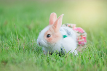 rabbit on grass