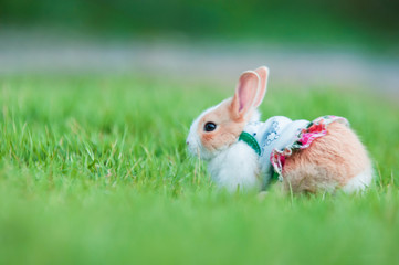 rabbit in the grass