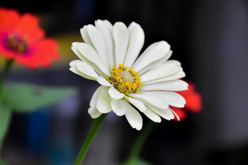 Obraz premium White zinnia flowers with natural colour background.