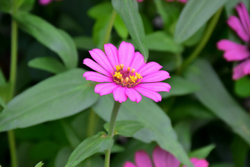Pink zinnia flowers with natural colour background.