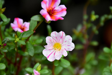 Common Purslane, Verdolaga, Pigweed, Little Hogweed or Pusley flowers