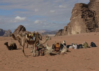 Eine Kamelherde wartet im Wadi Rum auf Kundschaft