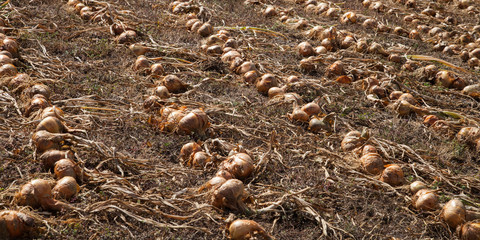 Oignons alignés séchant au soleil dans un champ
