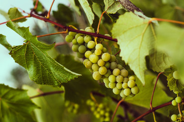 Bunch of green grapes on vine. Concept autumn/fall harvest, abundance, winemaking