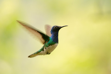 Hummingbird © David G.