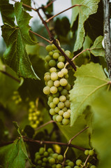 Bunch of green grapes on vine. Concept autumn/fall harvest, abundance, winemaking