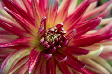 close up of pointy petals of a pink dahlia flower