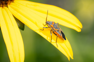 Small Milkweed bug resting on a petal of a yellow rudbeckia flower
