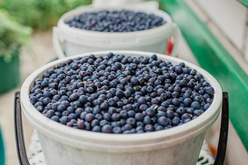 bunch of blueberries