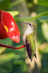 Small ruby-throated hummingbird drinking nectar in my backyard